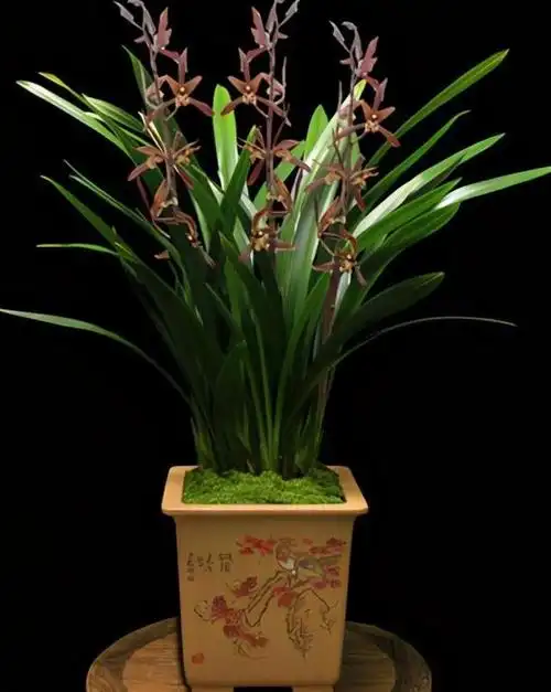 秋天养墨兰,做好这5点,花箭呼呼1米8,香喷喷的报岁花