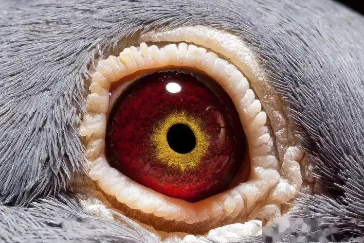 1,速度线—力量的象征英国著名赛鸽家,眼志专家—戈林·奥斯曼先生的