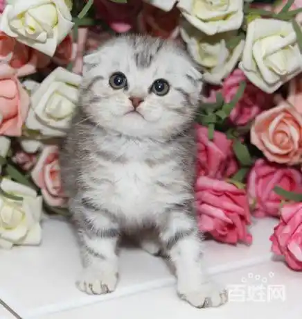 多只精品折耳猫 颜色多公母都有 包健康可上门看