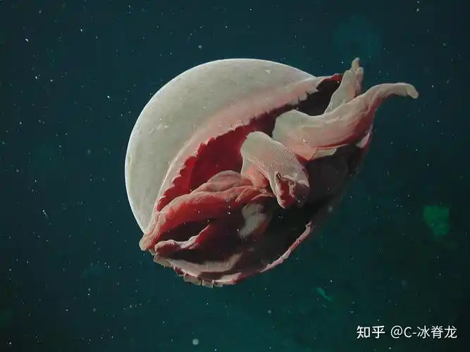 神秘动物学鲛水母tiburoniagranrojo