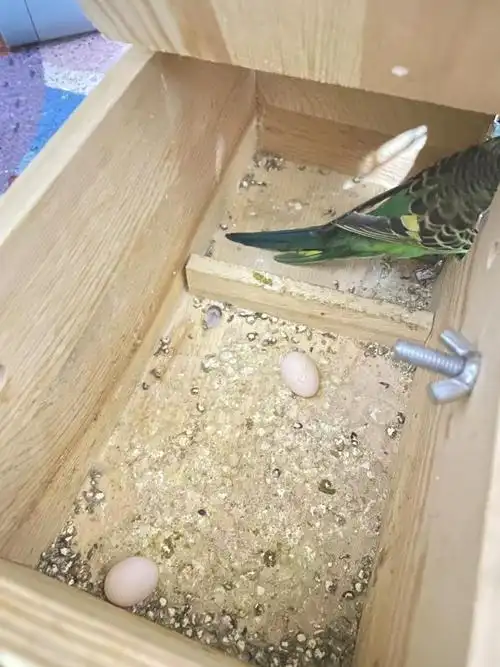 谁家想要虎皮鹦鹉吗