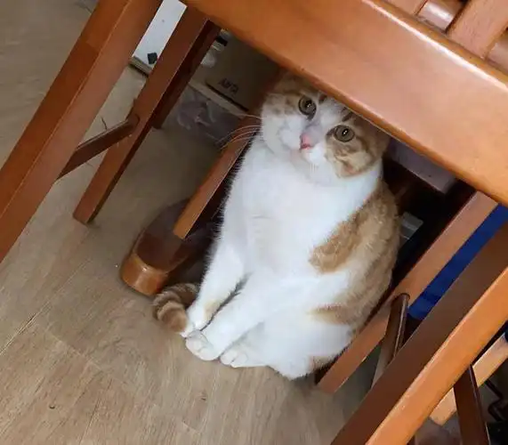 大连无偿领养!(已绝育已打完疫苗)橘白田园猫无.