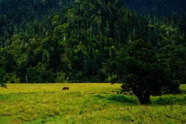 下察隅原始森林