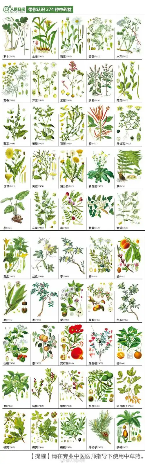 中医走进小学:274种中草药材,你们认识几种?