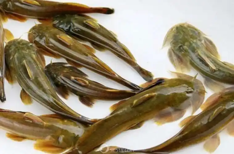 石巴子有没有需要的