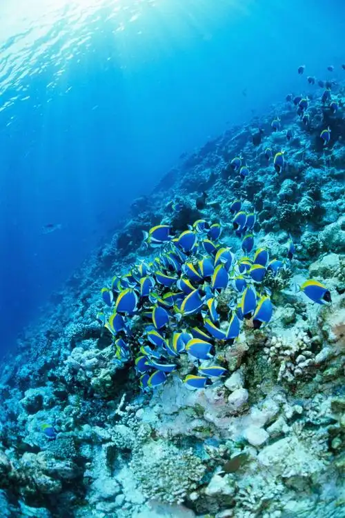 深海鱼群图片第68张