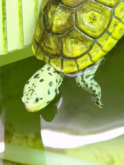 永隆钻纹  #钻纹龟  #德州钻纹龟  #宠物龟  #萌宠