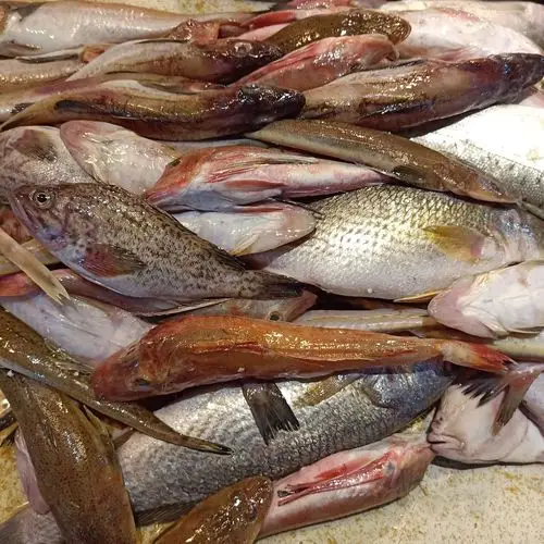 杂拌渤海新鲜野生海杂鱼下酒酒菜鲜鱼大连连海比目鱼