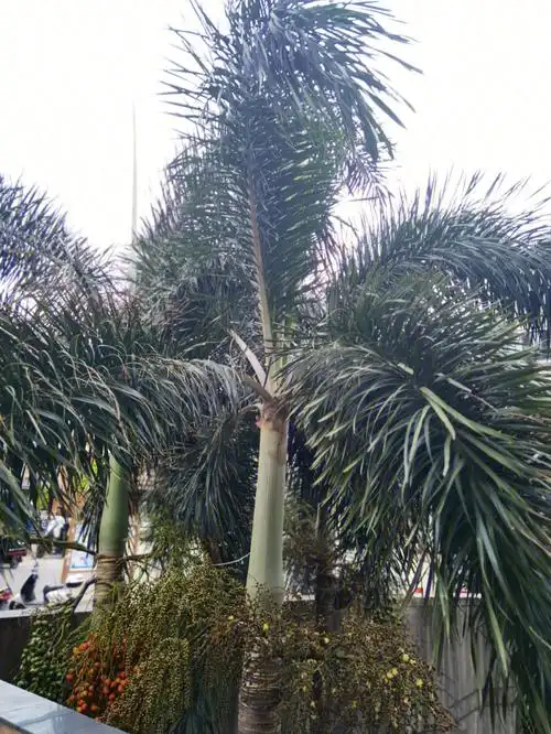 棕榈的全貌