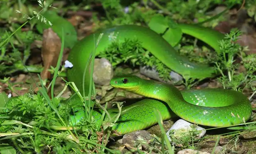 这些游蛇科,眼镜蛇科,蝰蛇科的蛇类,你们认识多少?
