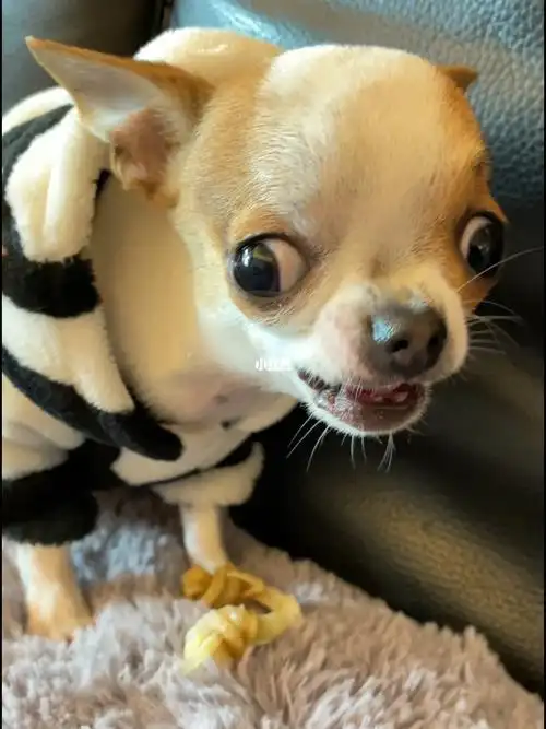 我的萌宠  #吉娃娃  #狗狗日常