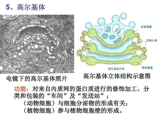 第6课时 细胞器——系统内的分工合作ppt
