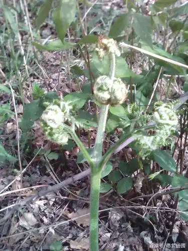 老蕨菜