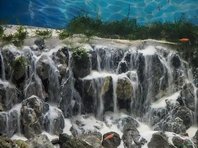 鱼缸景色