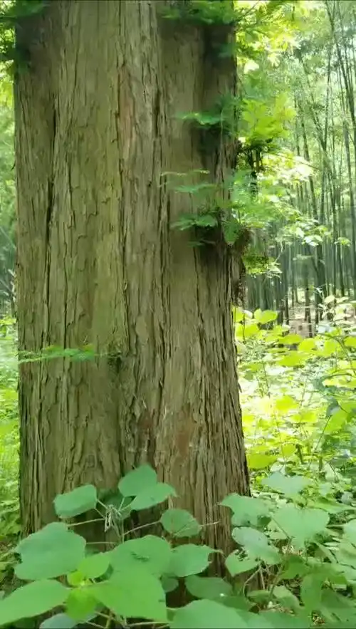 顶天立地,好大一棵树