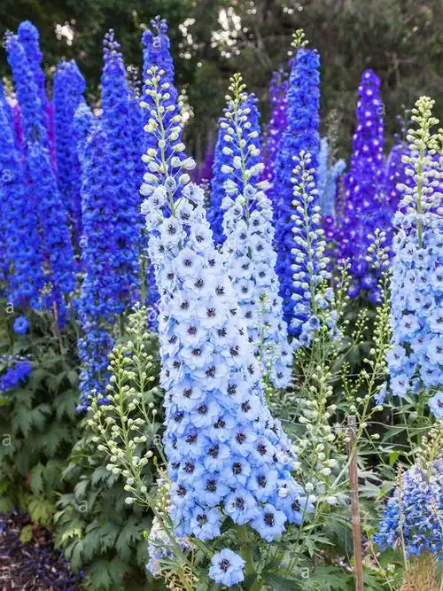 小鼹鼠园艺家蓝色大花飞燕草花苗切花北极光耐寒宿根花卉植物d2新手