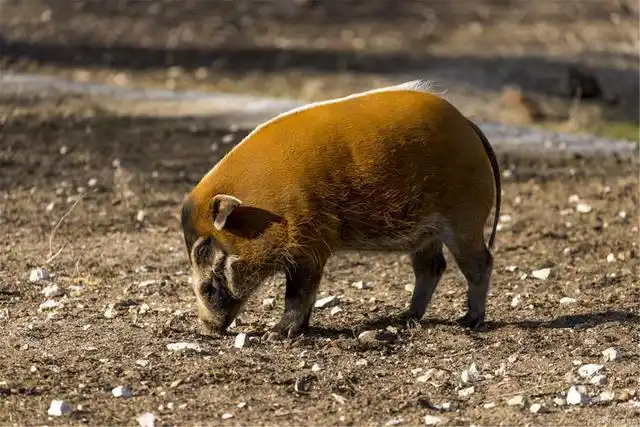 非洲红猪泛滥成灾,威胁生态环境,网友:来中国试试