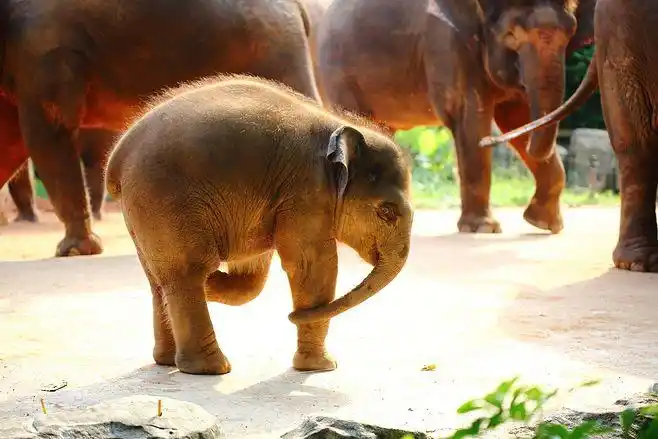 elephant calf by zhou yan on 500px