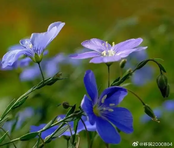 亚麻花别名:宿根亚麻,蓝亚麻,多年生草本植物,可作一年生栽培.