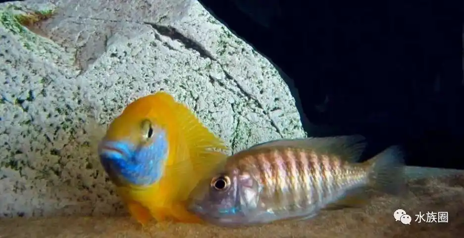 三湖慈鲷繁殖和经验分享_公鱼