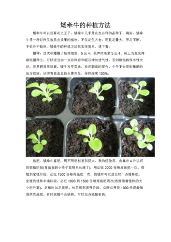 矮牵牛的种植方法.docx