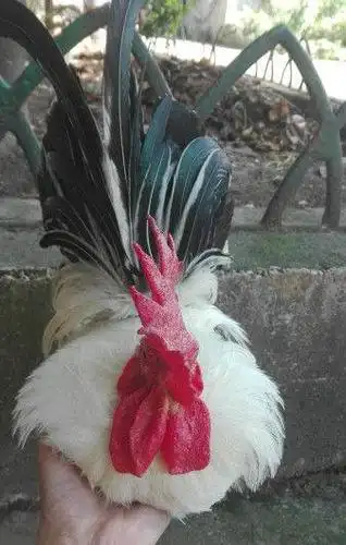 矮脚,泰国白桂鸡,观赏鸡出售