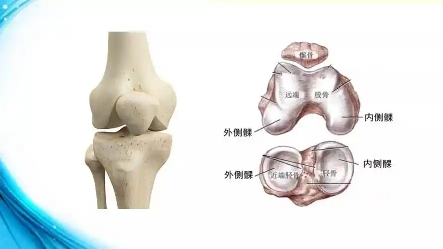膝关节解剖 - 好网角收藏夹