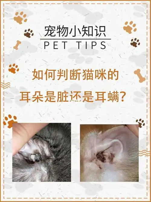 小猫咪耳朵脏,我们首先要区分是耳屎还是患了耳螨.