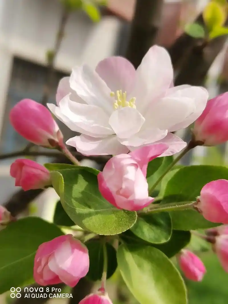马路边的含苞待放•初绽的娇艳欲滴的西府海棠花儿开了:手机拍摄