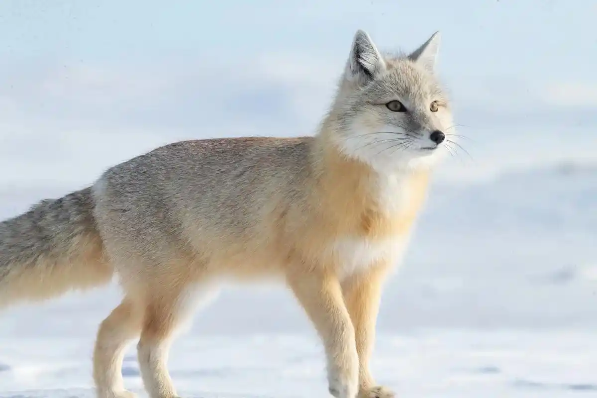 冬天该有的样子#踏雪而行 #野生动物零距离 #爱护大自然保 - 抖音