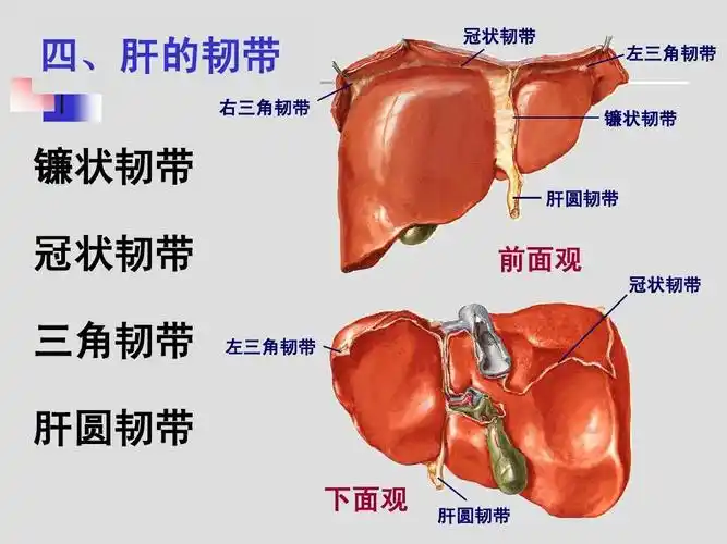肝胆,门静脉解剖ppt