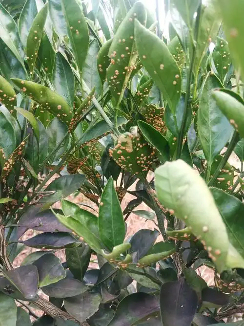 严老师你好我家果园的桔子树出现这种现象是什么病该用什么药防治