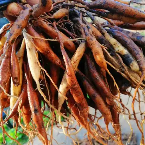 天门张家界野生天冬新鲜冬天天然中药材优质冬现天门冬