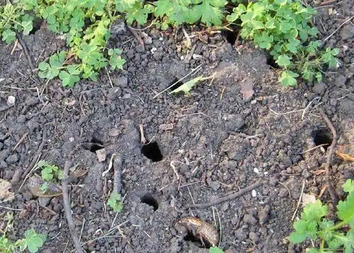 蝉的幼虫生活在土中,通常会在土中待上几年甚至十几年,如3年,5年,还会