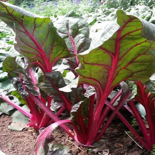 凤鸣雅世  金叶甜蔬菜种子叶用红甜菜种子耐热夏季红叶红梗甜菜紫叶蔬