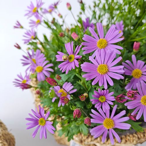 带花苞四季开花小雏菊苗阳台庭院花卉玛格丽特菊花小苗 紫色姬小菊