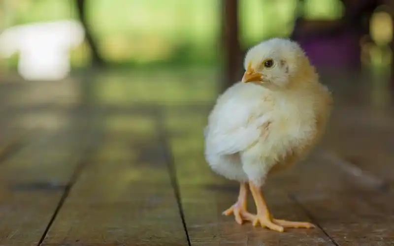 壁纸 毛茸茸的小鸡回头看 1920x1200 hd 高清壁纸, 图片, 照片