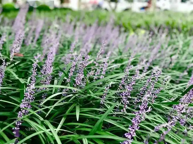 徐汇这些公园绿地里兰花三七盛开,紫色美景醉人心田_天钥桥路