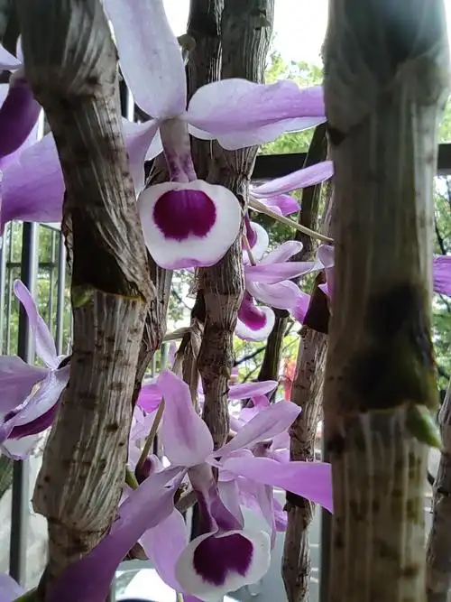 名贵的紫菀石斛 - 山楂太酸 - 图虫