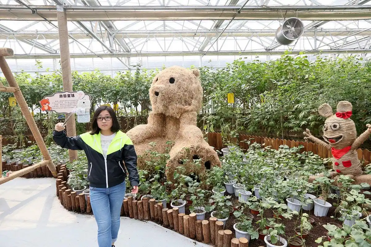 夏日闪光旅行家# 洋河农业嘉年华是一个集农业生产,生态旅游,科普