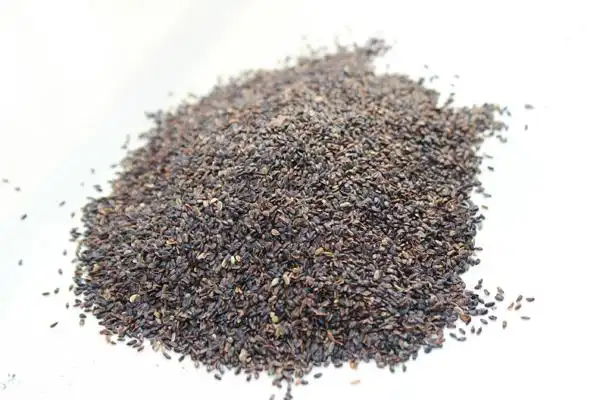 桔梗种子 药材种子 桔梗种子批发 产地直销精心筛选当年种子