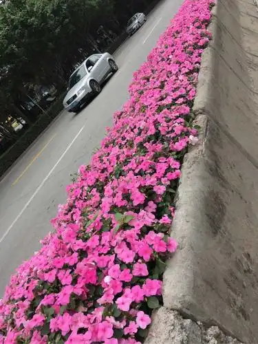 这在马路边的花多美!