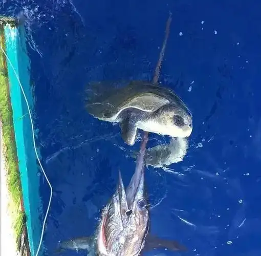 今天我们要谈的是海底"三剑客"之一,剑鱼.