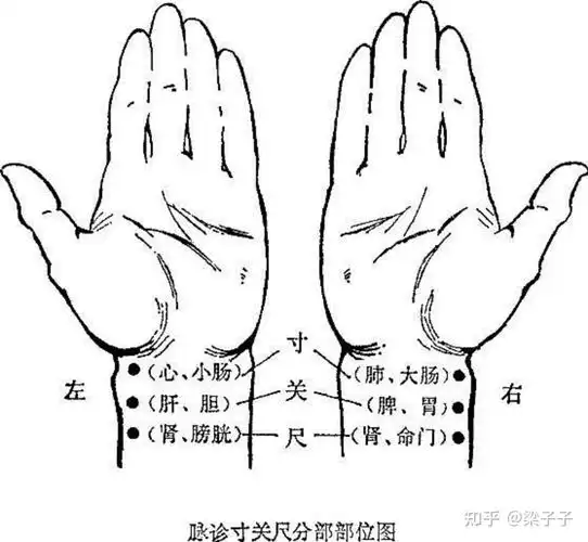 左手(主血):浮取阳脉,沉取阴脉寸部浮取为小肠;沉取为心(心与小肠相表