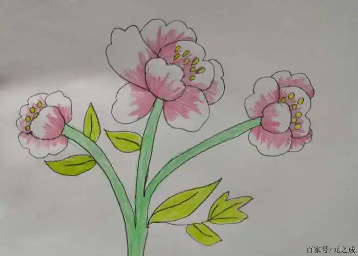 牡丹花简笔画带颜色(牡丹花简笔画带颜色 儿童版) - 123植物网