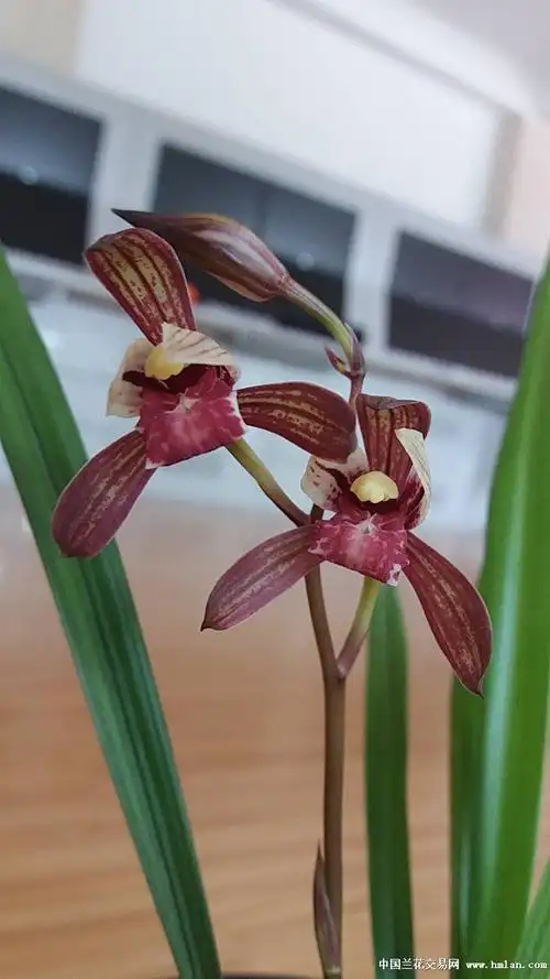我家的紫凝美不美-建兰篇-中国兰花交易网社区