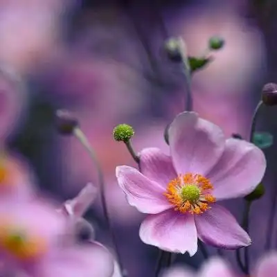 花儿头像 成熟女人爱用的