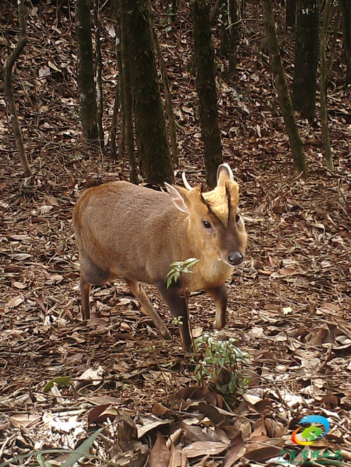 探秘南方森林中的黄猄灵小麂