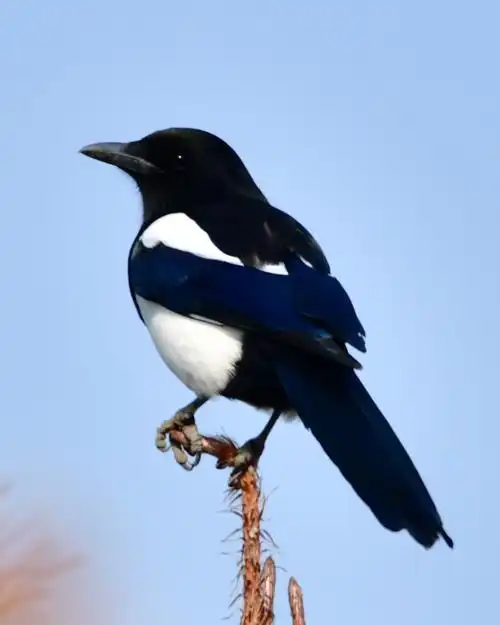 拍鸟116:喜鹊