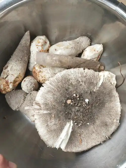 wey来会更好!年中回家,带你感受云南野生菌!